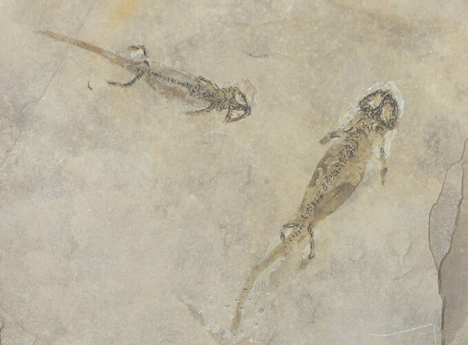 Pair Of Permian Amphibian (Micromelerpeton) - Soft-Body Preservation #50729